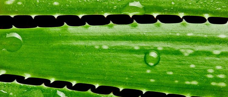 Can you recognize a quality aloe vera?