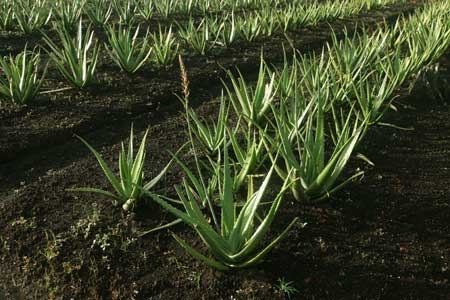 More Fertile Soils with Ecological farming